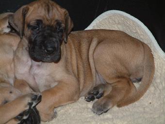 Antonia Vom Wildfang