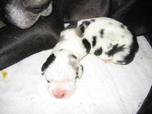 Apollo Vom Hause Schreiber