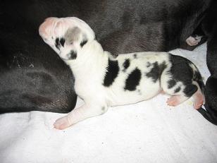 Apollo Vom Hause Schreiber