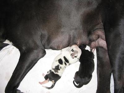 Antonia Vom Hause Schreiber