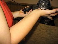 Antonia Vom Hause Schreiber