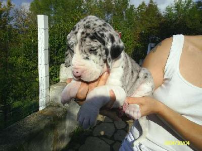 Ajomi Chanson De Vie