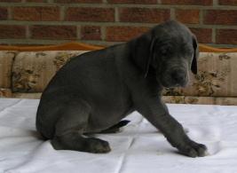 Angelique Vom Nordring