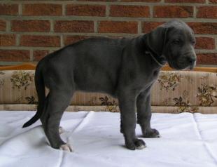 Allegra Vom Nordring