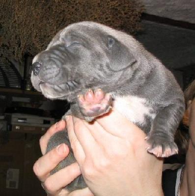 Achilles Von Der Sch�ferei