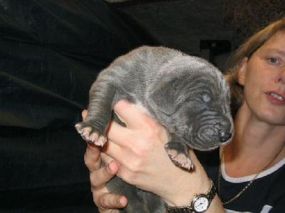 Anobis Von Der Schferei