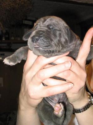 Arthus Von Der Sch�ferei