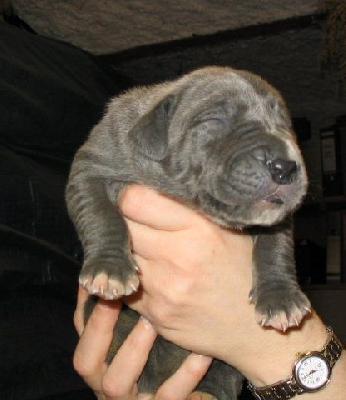 Amelie Von Der Schferei