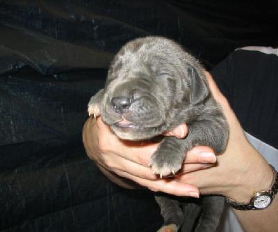 Aurora Von Der Sch�ferei