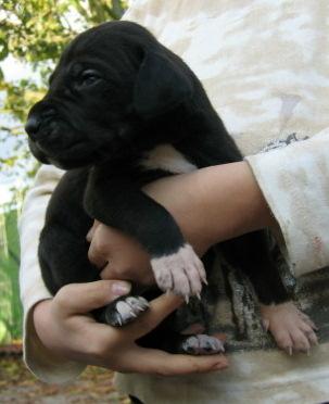 Figor Fitali Von Schlesien