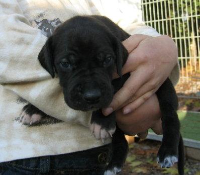 Feline Von Schlesien