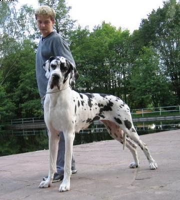 Fantasia Von Schlesien