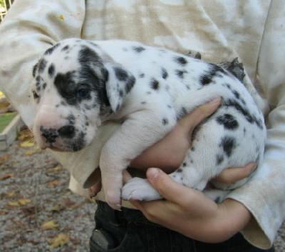 Fantasia Von Schlesien