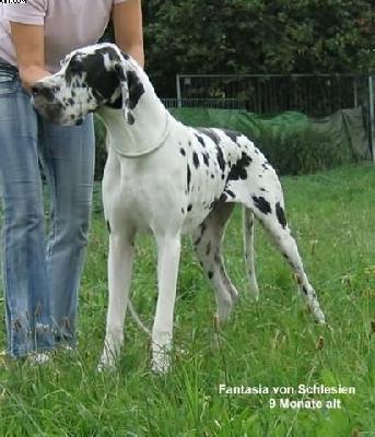 Fantasia Von Schlesien