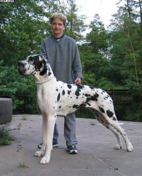 Fantasia Von Schlesien