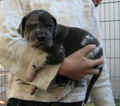 Fabienne Von Schlesien