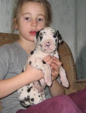 Gigant Von Schlesien