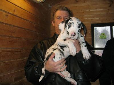 Gigant Von Schlesien