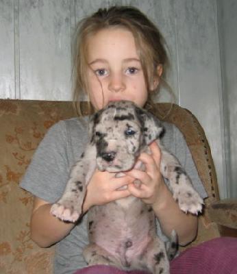 Galant Von Schlesien