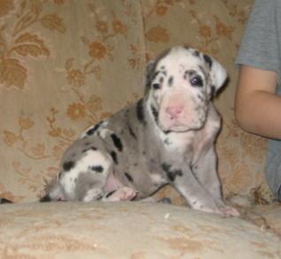 Grey Lord Von Schlesien