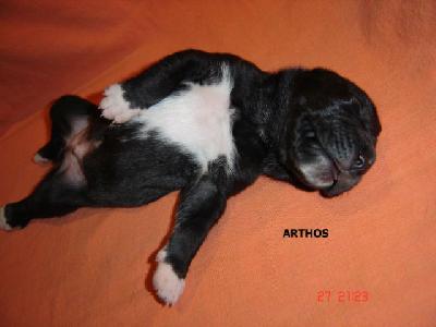 Arthos Vom Rabenwald