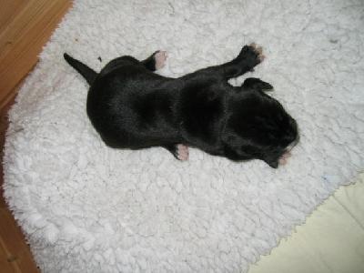 Hopefull Von Schlesien