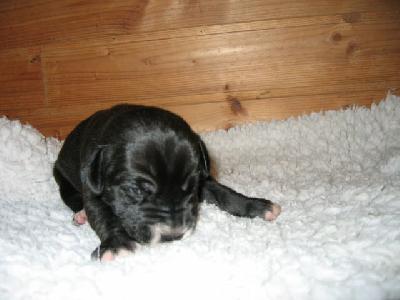 Hopefull Von Schlesien