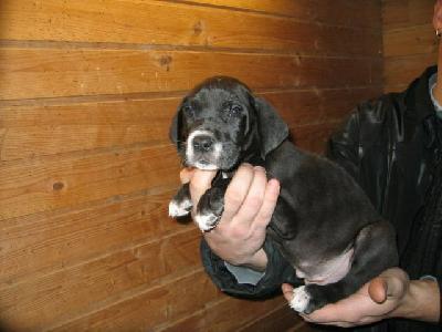 Hopefull Von Schlesien