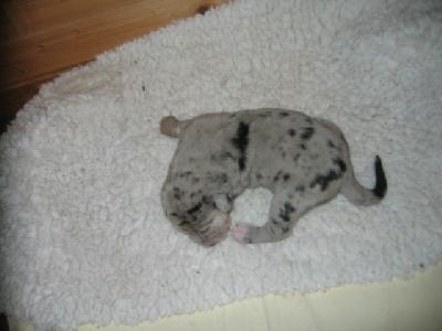 History Von Schlesien