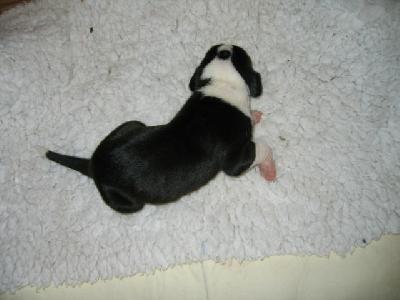 Henriette Von Schlesien