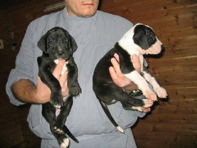 Henriette Von Schlesien