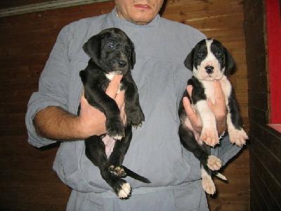 Henriette Von Schlesien