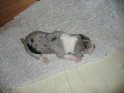 Harianne Von Schlesien