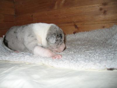 Harianne Von Schlesien