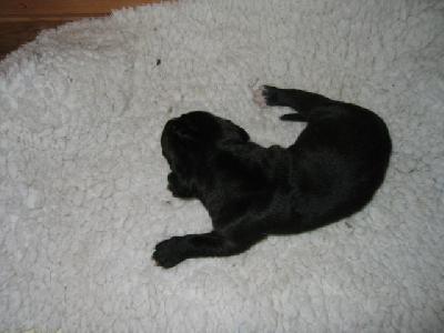 Hannah Von Schlesien