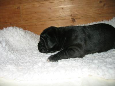 Hannah Von Schlesien