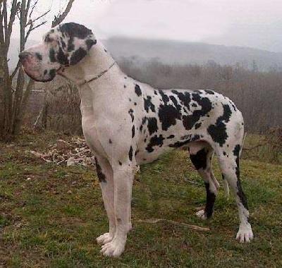 Ajron -a. Il Paradiso Di Bella