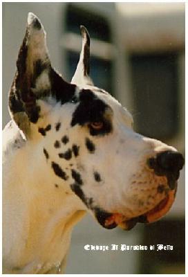 Heva-a Il Paradiso Di Bella