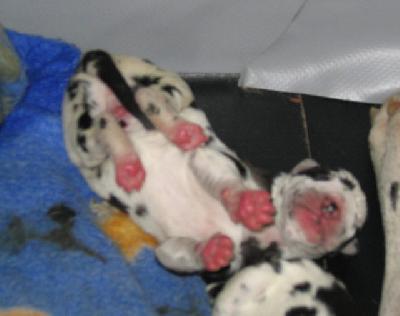 Andastra The Dogs Of Generation