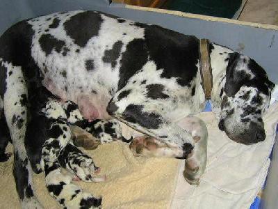 A-bavaria-bodyguard The Dogs Of Generation