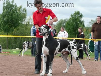 A-bavaria-bodyguard The Dogs Of Generation