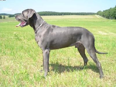 Flash Von Der Meyenburg