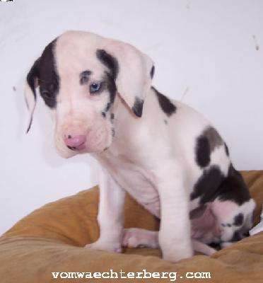 Kaspar Vom Wchterberg