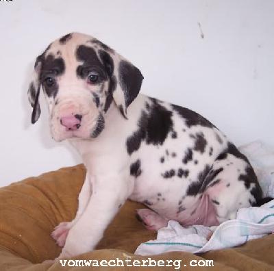 Kassim Vom W�chterberg