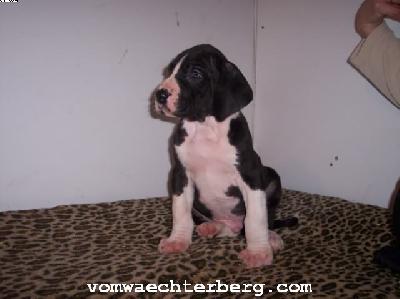 Kalif Vom W�chterberg