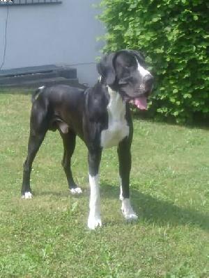 Kalif Vom W�chterberg