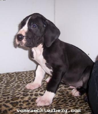 Kortez Vom W�chterberg