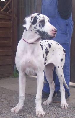 Krimhild Vom W�chterberg