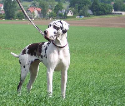 Kassandra Vom Wchterberg
