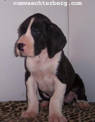 Kara Vom W�chterberg